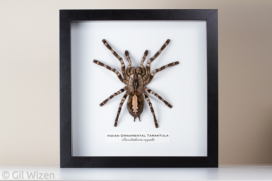 One of the framed tarantula molts I made this year. It was already sold before I got to finish it.