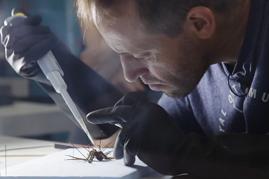 Milking venom from a fishing spider at the Royal Ontario Museum. Screenshot from TFO video