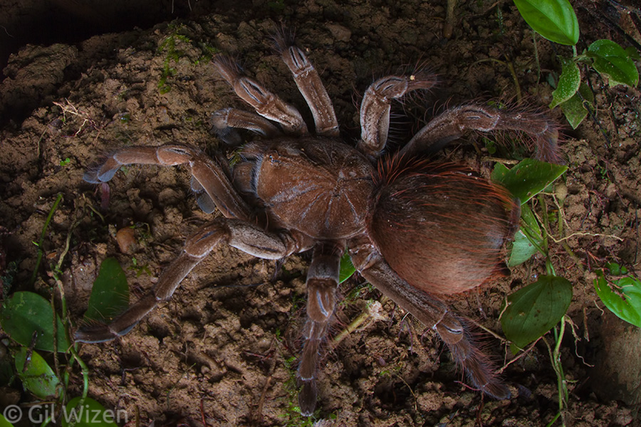 Bird eater tarantula (Theraphosa sp.). I was extremely happy to encounter this giant for the first time in the wild, and add it to the species checklist for my site.