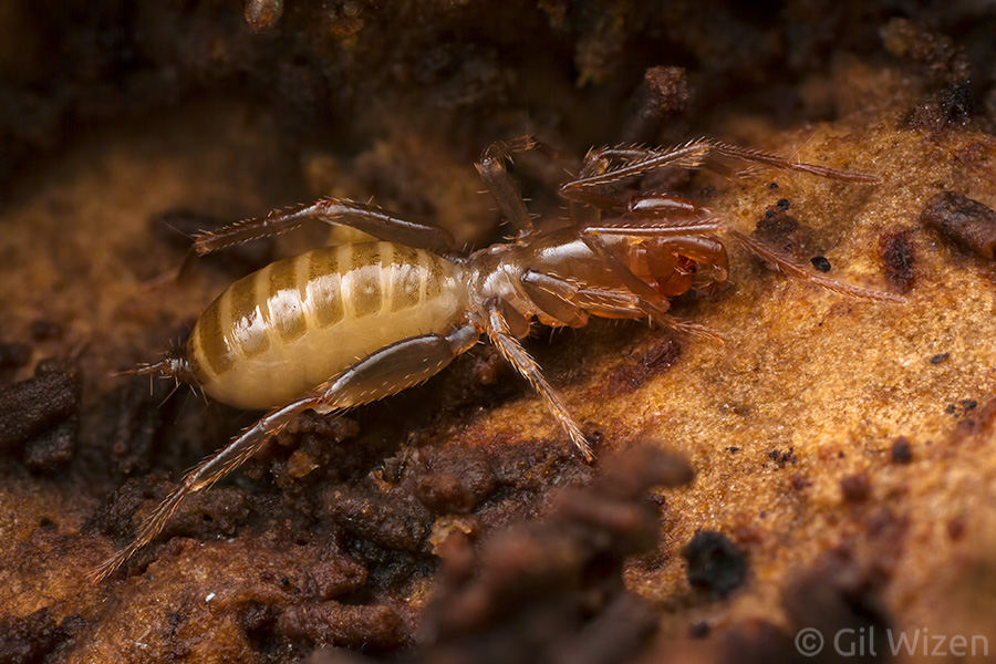 Shorttailed whip scorpion (Belicenochrus pentalatus), possibly a gravid female. Being small does not make them immune to parasites - this one is carrying a few mites.