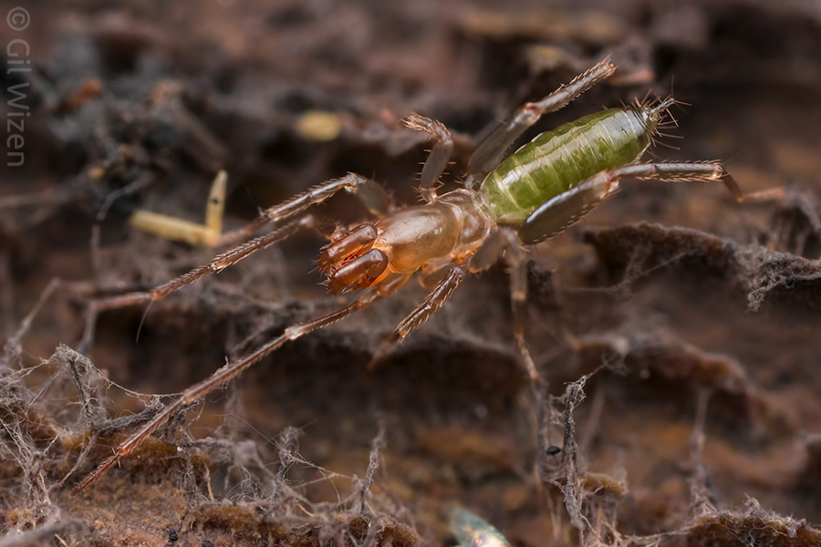 A juvenile shorttailed whip scorpion (Belicenochrus pentalatus) fresh after molting. The green abdomen is only temporary; it takes a few hours for the yellow-brown pigments to set in. 