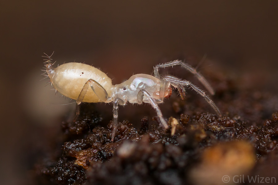 A baby shorttailed whip scorpion (Belicenochrus pentalatus). Believe it or not, this animal is only 1mm long.