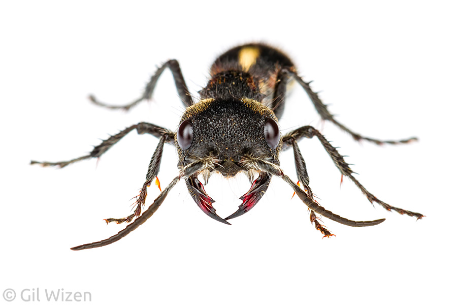Velvet ant (Hoplocrates tartarina) with massive jaws. Amazon Basin, Ecuador