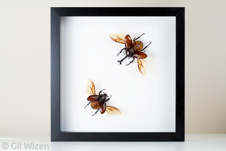 Framed beetle specimens for sale