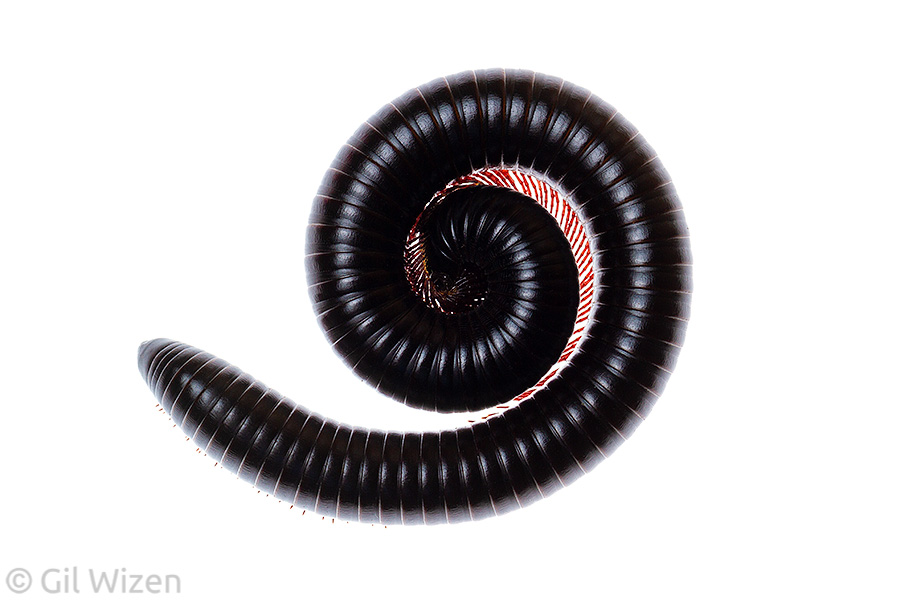 Syrian millipede (Archispirostreptus syriacus) curled up in defense. Golan Heights, Israel