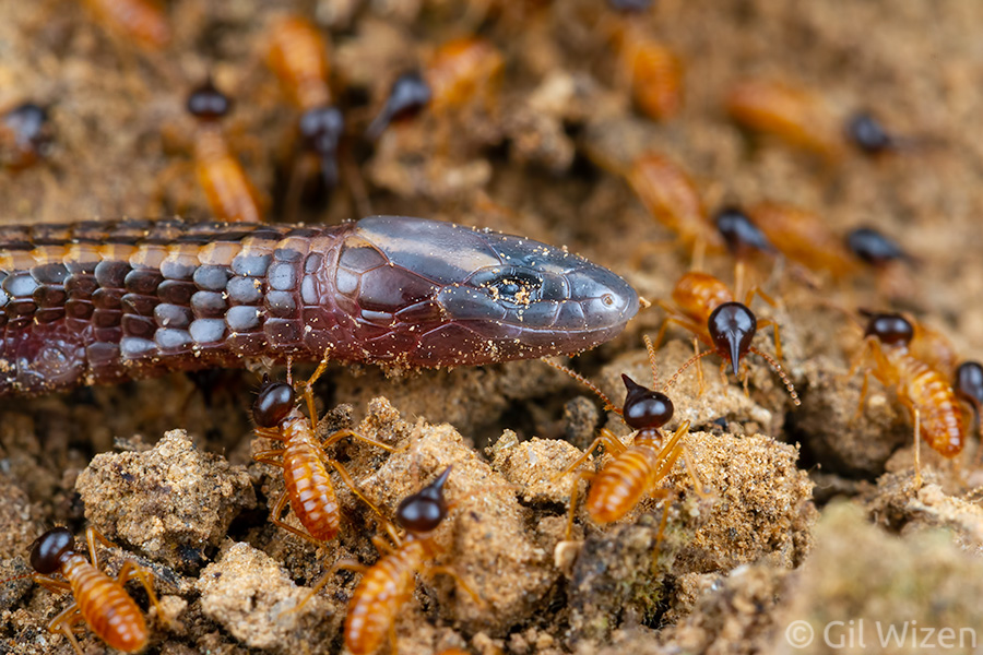 Termite soldiers surrounding the intruding Bachia lizard to defend their colony workers on the trail