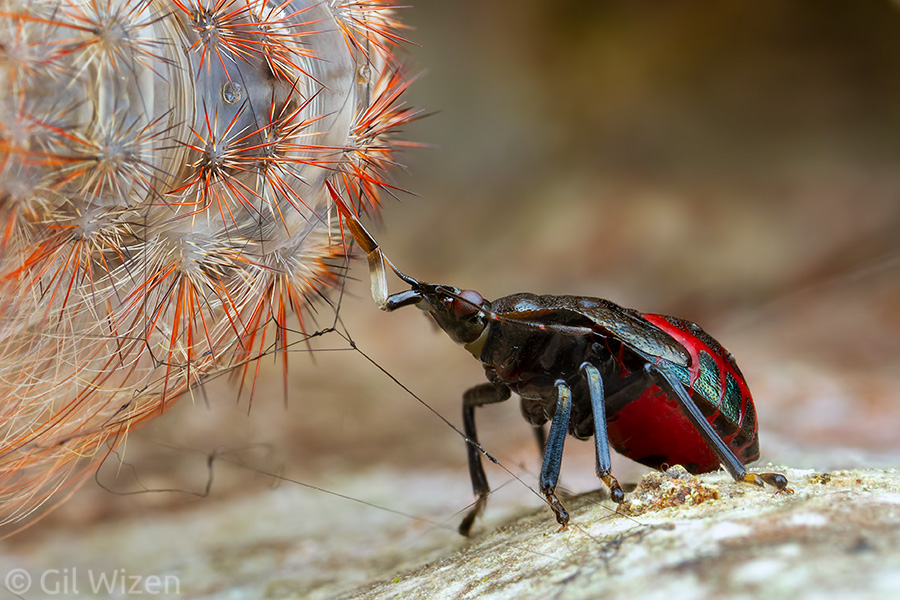 Bug filling station. Wildlife Photographer of the Year 2021, Invertebrate Behaviour category highly commended. Predatory stink bug nymph (Euthyrhynchus floridanus) feeding on a moth caterpillar. Mindo, Ecuador