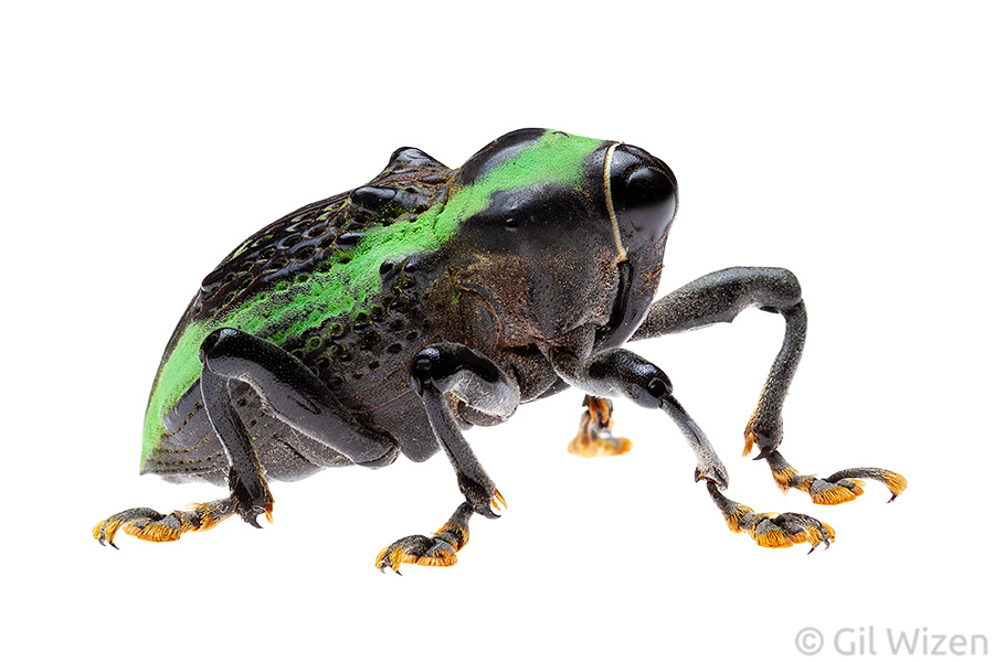 Weevil (Cratosomus sp.), side view. Amazon Basin, Ecuador