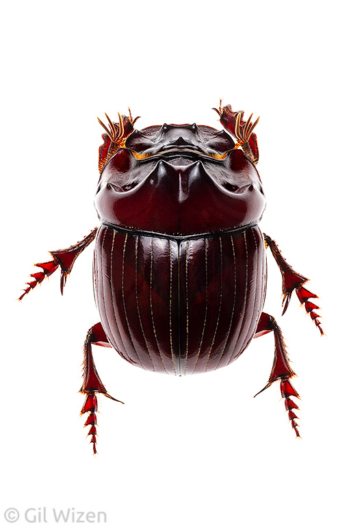 Dung beetle (Dichotomius podalirius), dorsal view. Amazon Basin, Ecuador