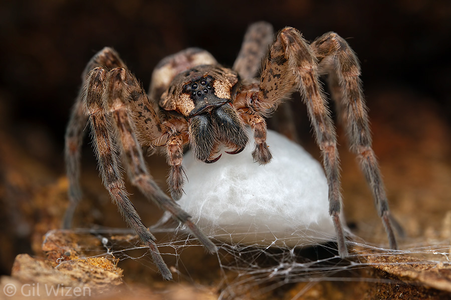 The spider moments after laying her eggs. Note the smaller size of the abdomen compared to the previous photo.