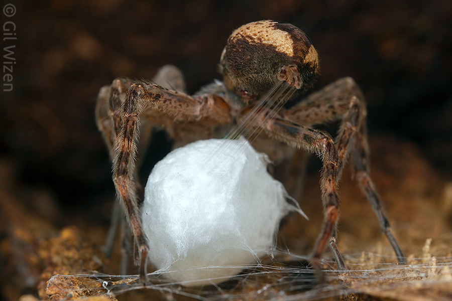 The fishing spider in the process of sealing her egg sac after laying the eggs inside