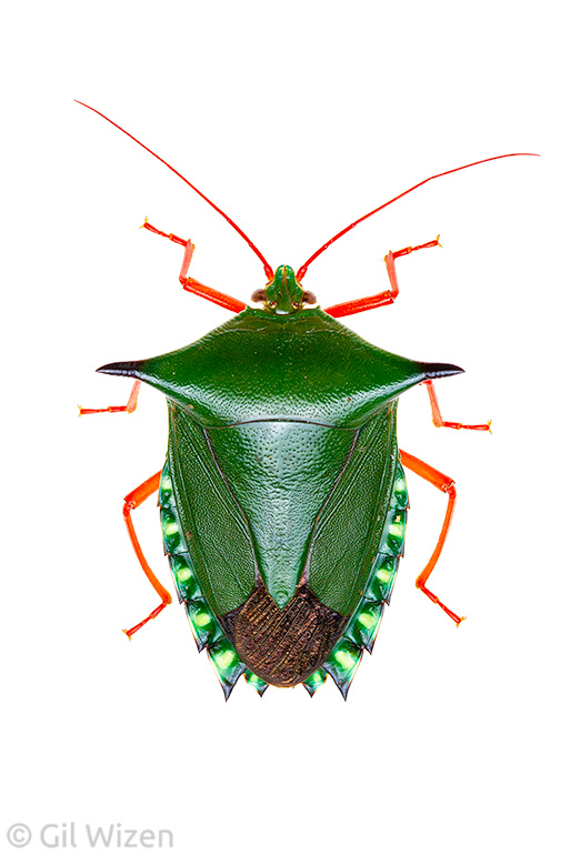 The long-horned stink bug (Edessa dolichocera) is difficult for predators to swallow thanks to its spikes, but it can also deploy chemical defense. Amazon Basin, Ecuador