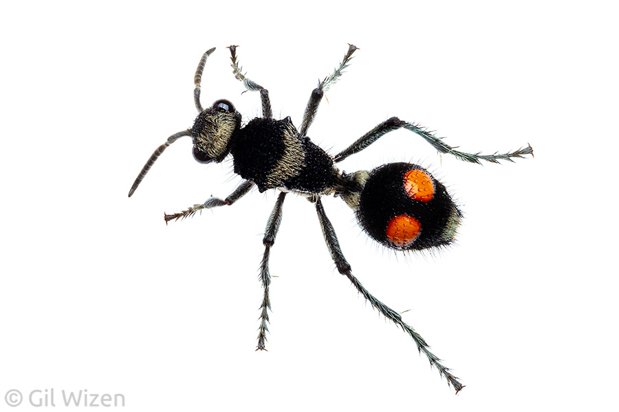 Velvet ant (Hoplomutilla sp.). Amazon Basin, Ecuador