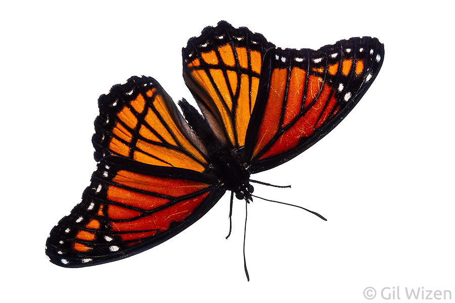 Viceroy butterfly (Limenitis archippus), dorsal view. Ontario, Canada