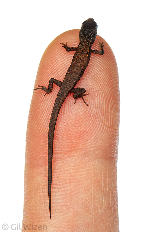 Juvenile common root lizard (Loxopholis parietalis) on finger for scale
