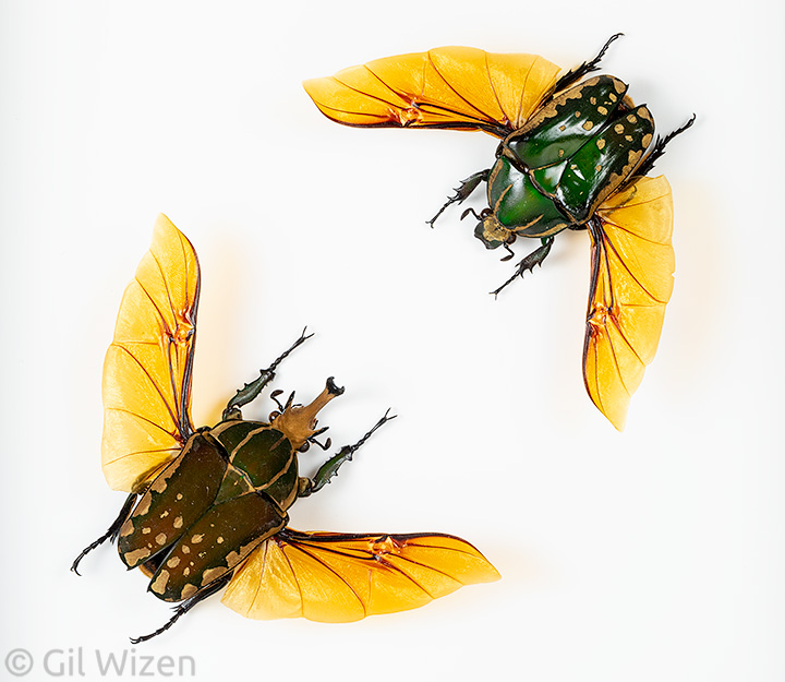 Framed beetle specimens for sale