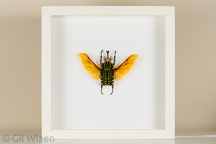 Framed beetle specimen for sale