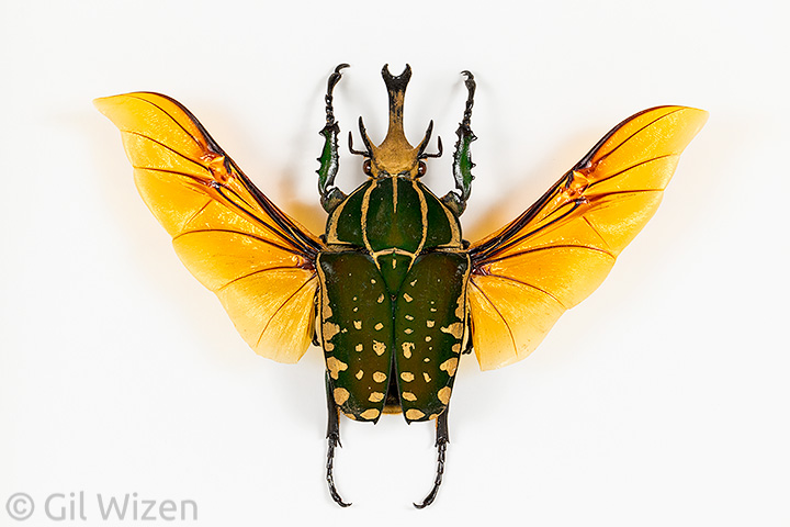 Framed beetle specimen for sale