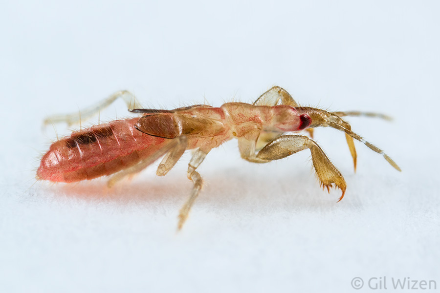 Aenictopecheid bug nymph (Maoristolus parvulus), extremely small and incredibly rare