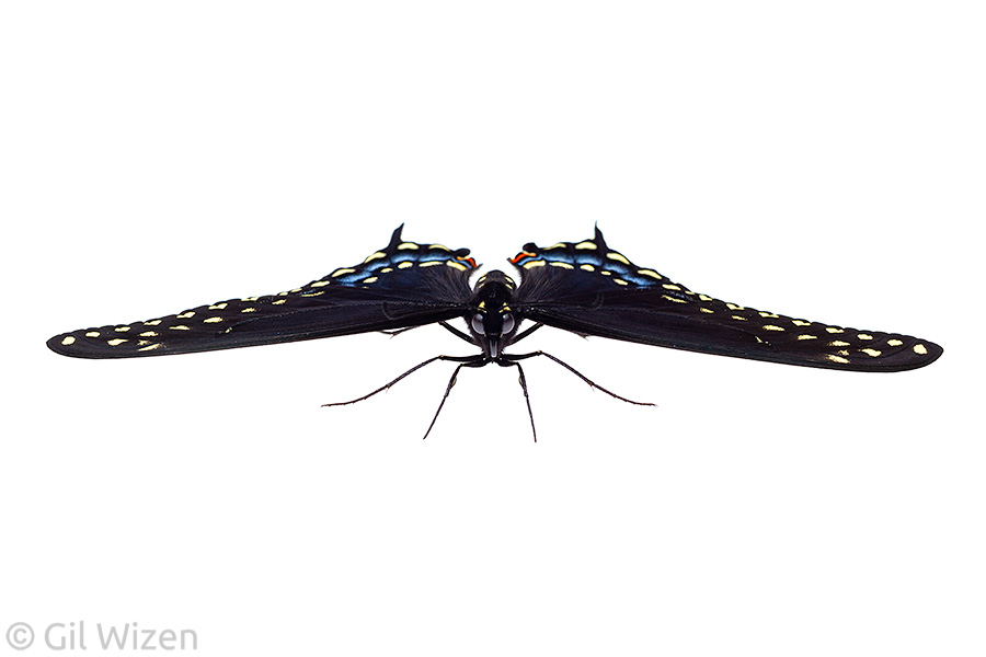 Black swallowtail (Papilio polyxenes), frontal view. Ontario, Canada
