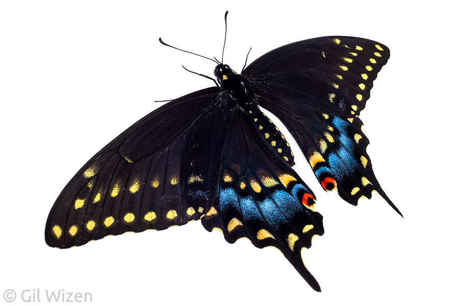 Black swallowtail (Papilio polyxenes). Ontario, Canada