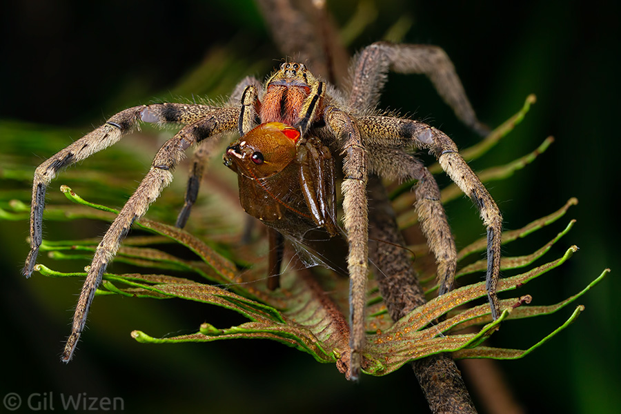 Wandering spider (Phoneutria depilata) preying on a katydid. Limón Province, Costa Rica