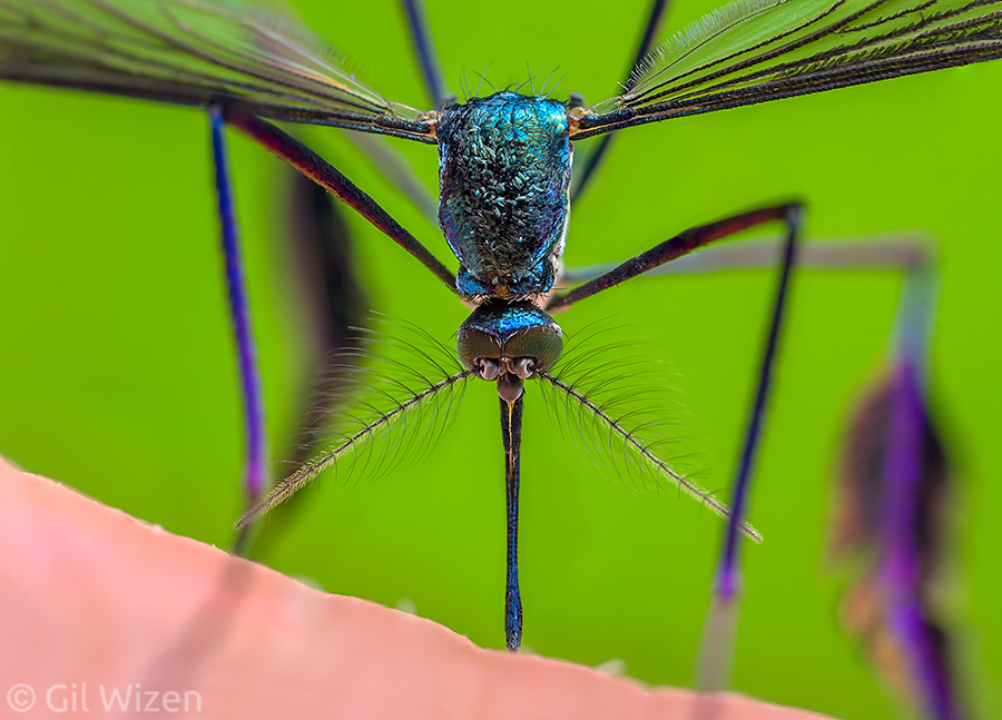 A closeup of a Sabethes mosquito in mid-bite, showing the beautiful scales covering its body