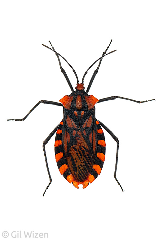 Coreid bug (Spartocera pantomima) with aposematic coloration. Mindo, Ecuador