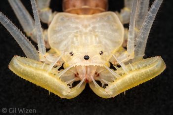 Crowned whip spider (Acanthophrynus coronatus), fresh after molting before pigmentation appears. Photographed in captivity