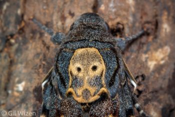 Death's-head Hawk moth (Acherontia atropos). Central Coastal Plain, Israel