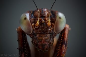 Portrait of a mantis (Acontista sp.). Taironaka, Colombia