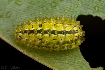 Jewel caterpillar (Acraga sp.) feeding on a leaf, dorsal view. Taironaka, Colombia