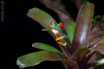 Male red-eyed tree frog (Agalychnis callidryas) calling. Monteverde, Costa Rica