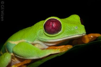 Red-eyed tree frog (Agalychnis callidryas). Caribbean Coast, Costa Rica