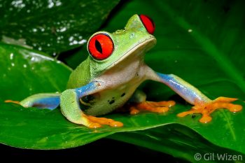 Red-eyed tree frog (Agalychnis callidryas). Monteverde, Costa Rica