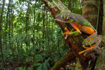 Inquisitive tree frog (Agalychnis hulli). Amazon Basin, Ecuador