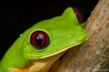 Portrait of male gliding tree frog (Agalychnis spurrelli). Limón Province, Costa Rica