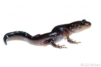 Blue-spotted salamander (Ambystoma laterale). Ontario, Canada
