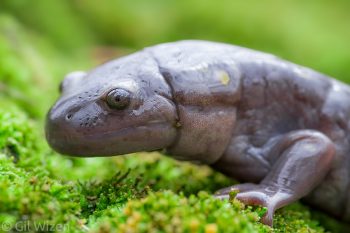 Portrait of spotted salamander (Ambystoma maculatum). Ontario, Canada