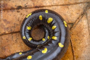 Tail of the spotted salamander (Ambystoma maculatum). Ontario, Canada