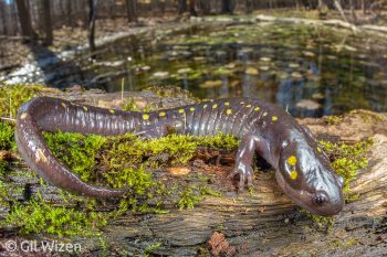 Spotted salamander (Ambystoma maculatum). Ontario, Canada