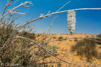 Square case made by caterpillar of the bagworm moth (Amicta quadrangularis, Psychidae). Negev Desert, Israel