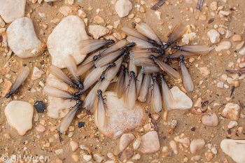 Harvester termites (Anacanthotermes ubachi). Workers and winged alates preparing for their nuptial flight after rain. Judaean Desert, Israel