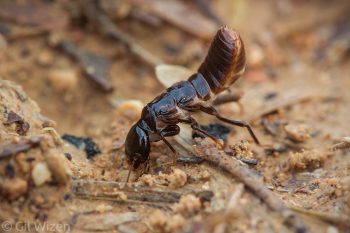 Queen harvester termite (Anacanthotermes ubachi) digging in the soil to found a new colony after her nuptial flight. Judaean Desert, Israel