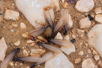 Harvester termites (Anacanthotermes ubachi). Workers, soldiers, and winged alates preparing for their nuptial flight after rain. Judaean Desert, Israel