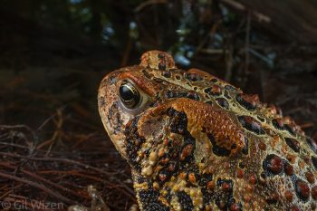 American toad (Anaxyrus americanus). Ontario, Canada