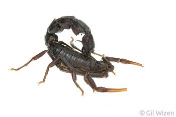 Black fat–tailed scorpion (Androctonus bicolor). Central Coastal Plain, Israel