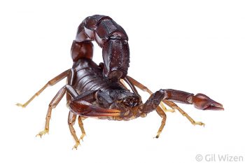 Female Arabian fat–tailed scorpion (Androctonus crassicauda). Golan Heights, Israel