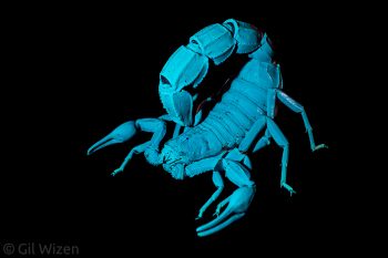 Arabian fat–tailed scorpion (Androctonus crassicauda) fluorescence under UV light. Golan Heights, Israel
