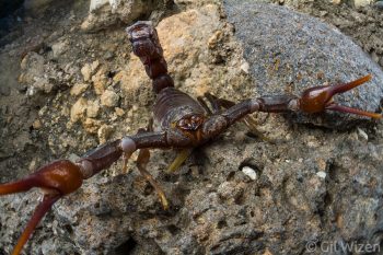 Arabian fat–tailed scorpion (Androctonus crassicauda) in defense posture. Golan Heights, Israel